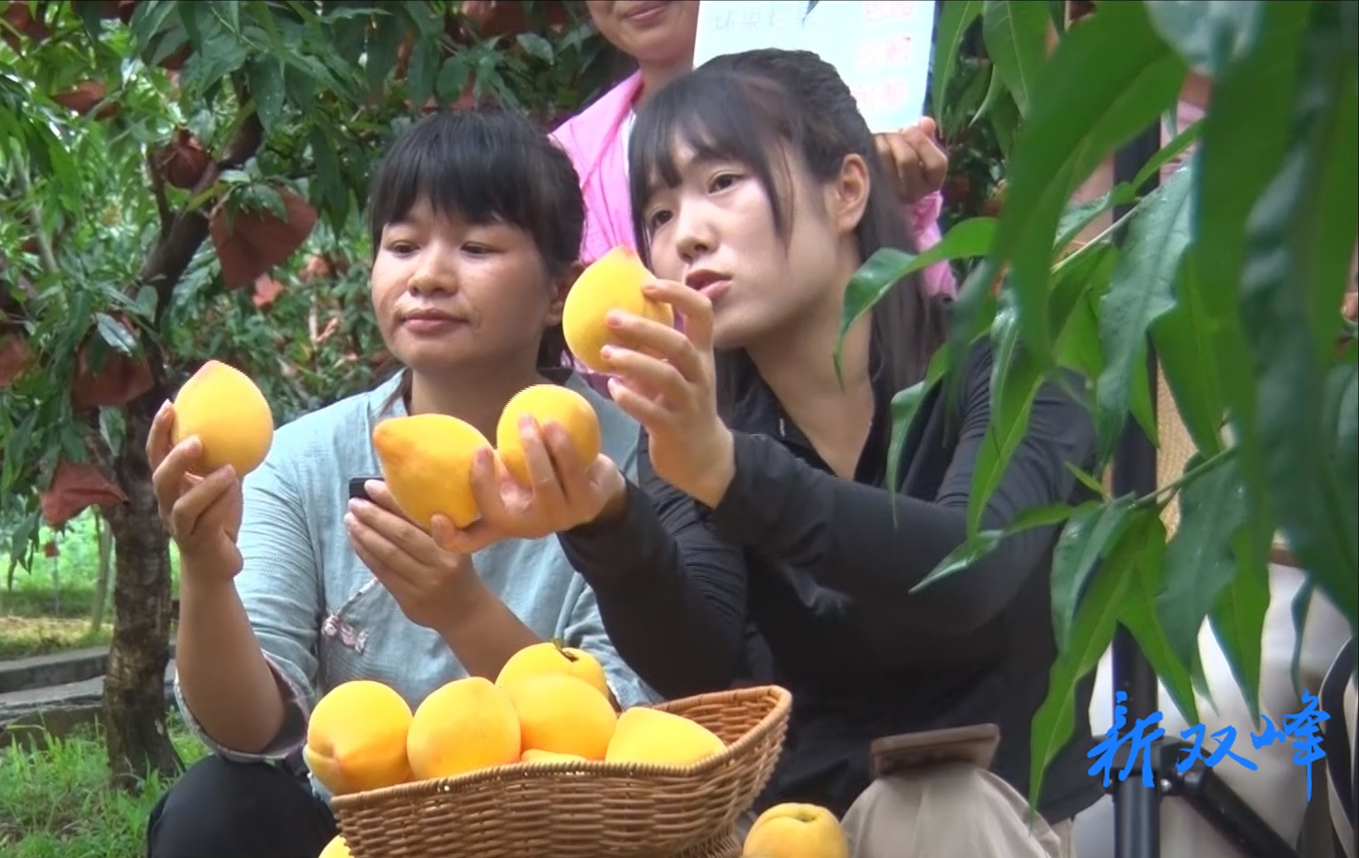 杏子铺镇：助农直播点燃水梓黄桃园丰收季