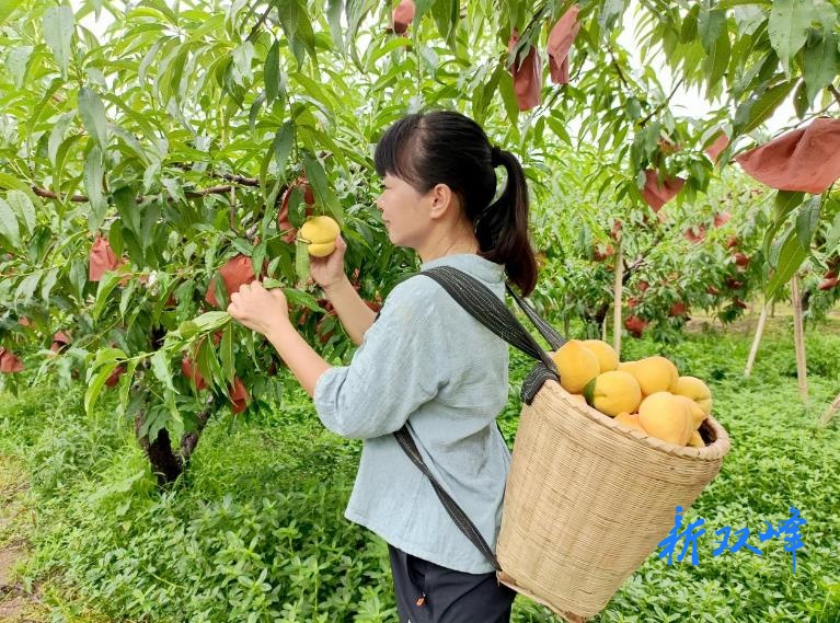 杏子铺镇：4万斤早熟黄桃抢购一空