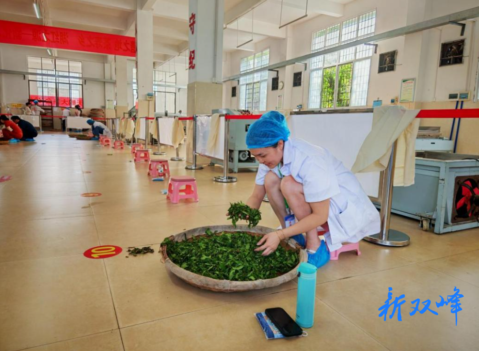捷报！双峰选手胡胜男荣获娄底市职工职业技能大赛红茶制作赛项决赛第一名