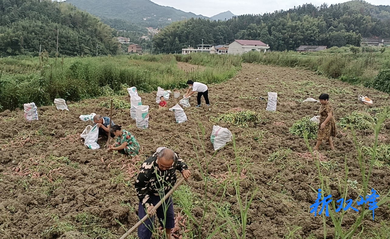 沙塘蜜薯喜获丰收