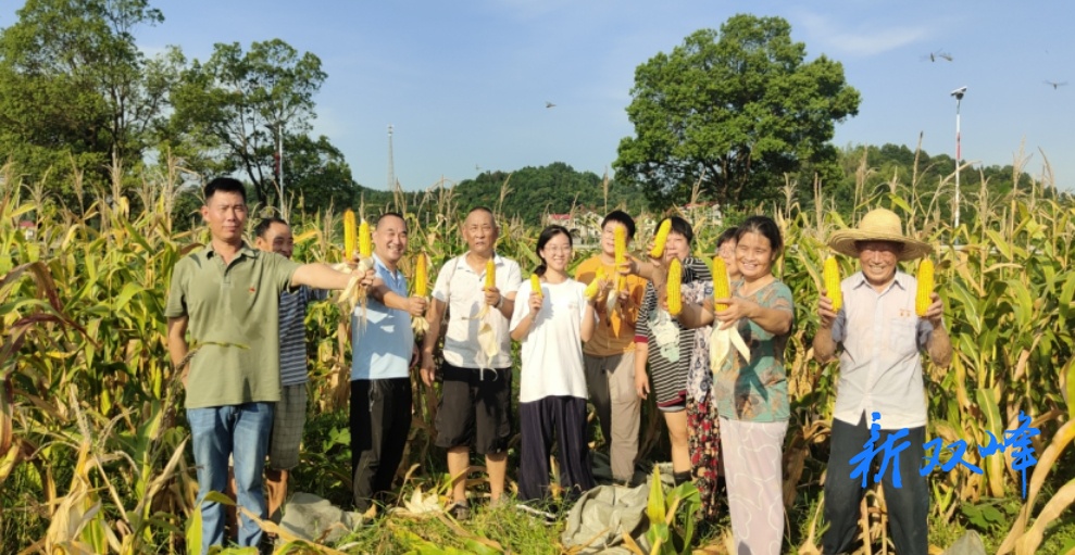 抛荒地变身“聚宝盆”  干群同心共绘丰收画卷