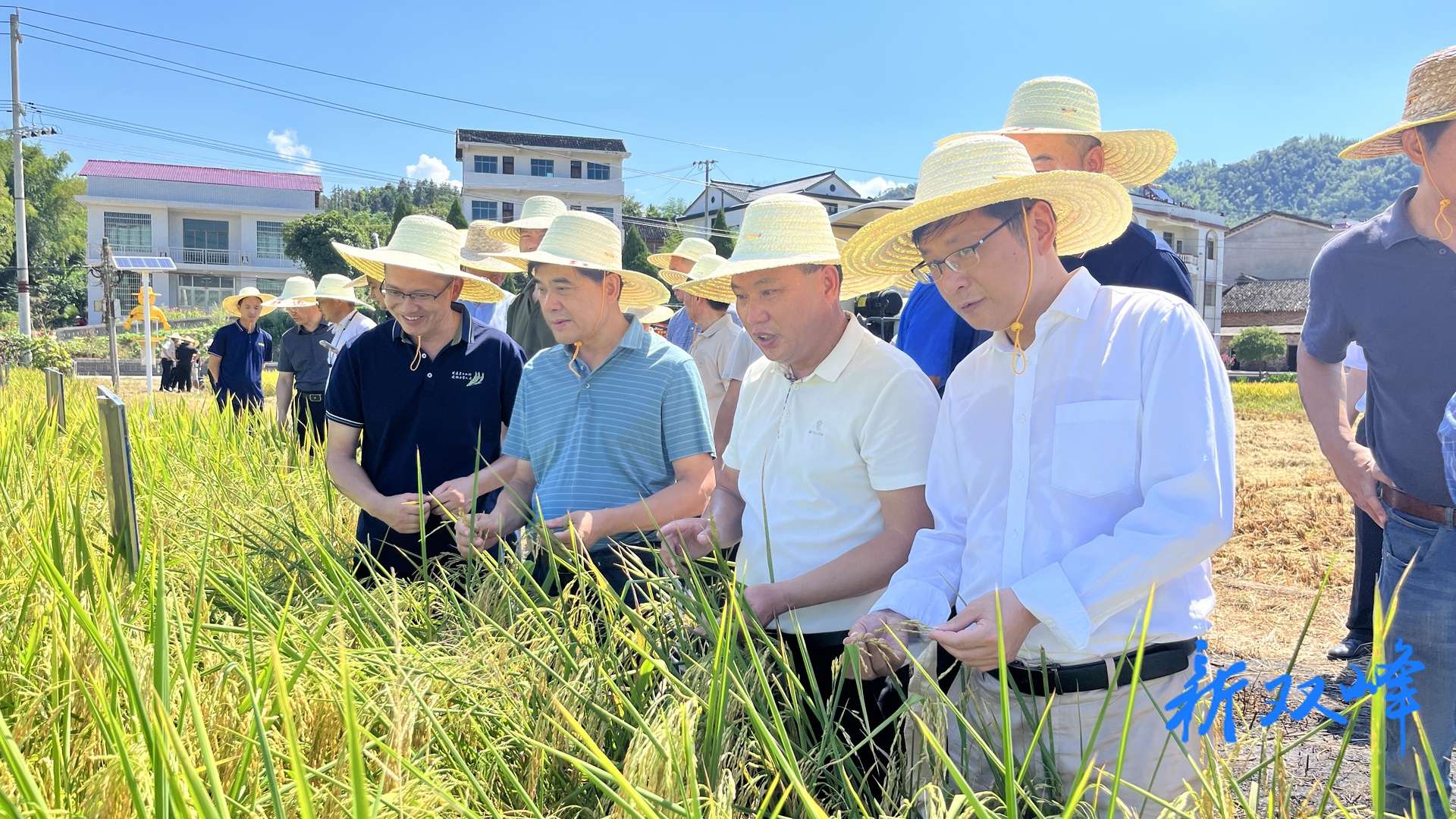 湖南省农业科学院在双峰县举行绿色高效节水抗旱稻现场观摩会