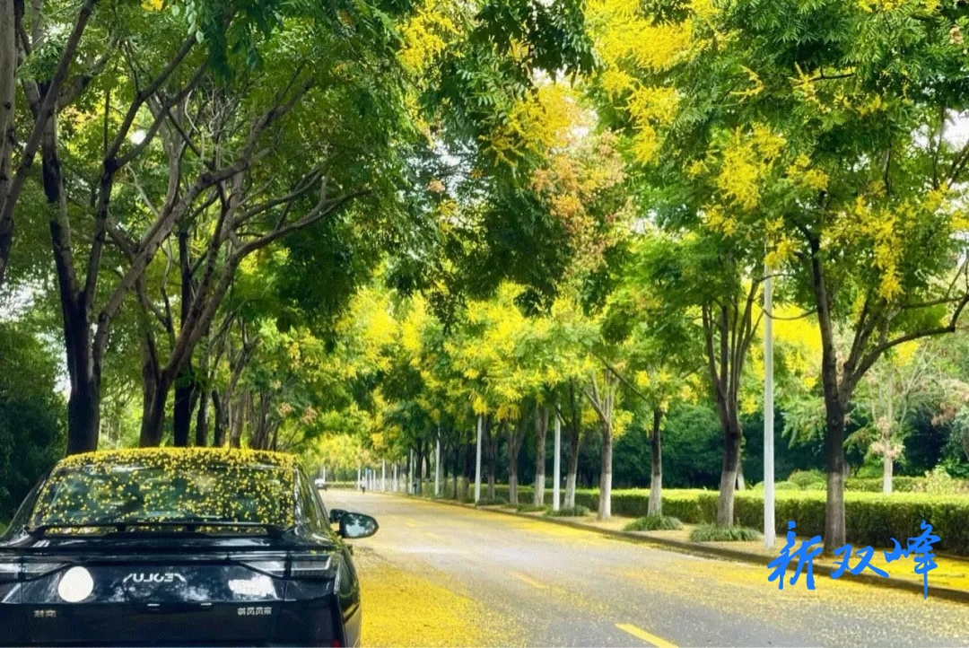 栾花满院，秋意漫庭
