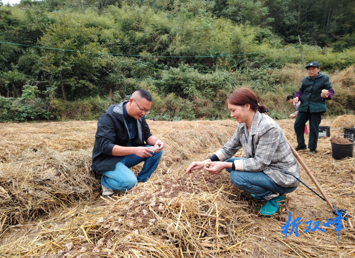 秸秆生“金菇” 丨杏子铺镇破解禁烧难题实现环保增收双赢