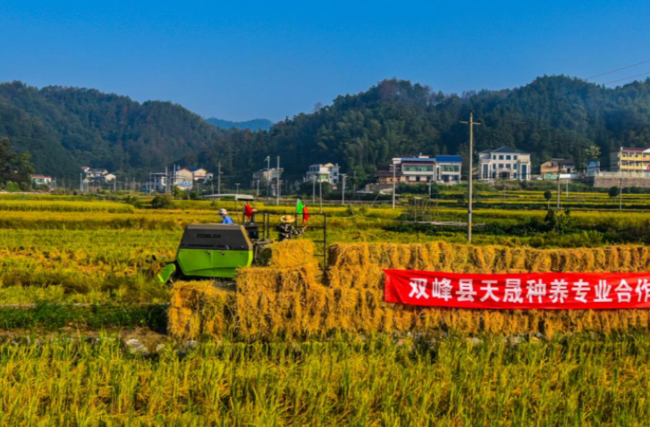 杏子铺镇：稻草变“金草”破解禁烧难题