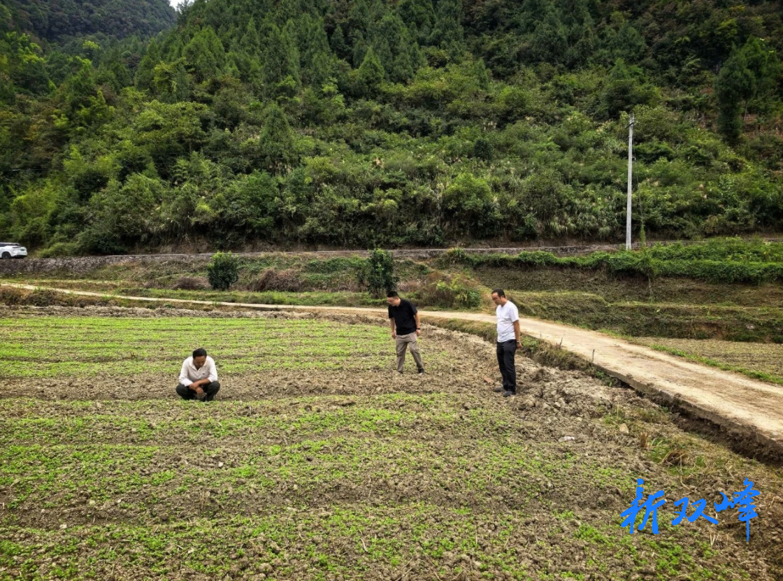 杏子铺镇：万亩油菜映涟水 花旅融合富乡村