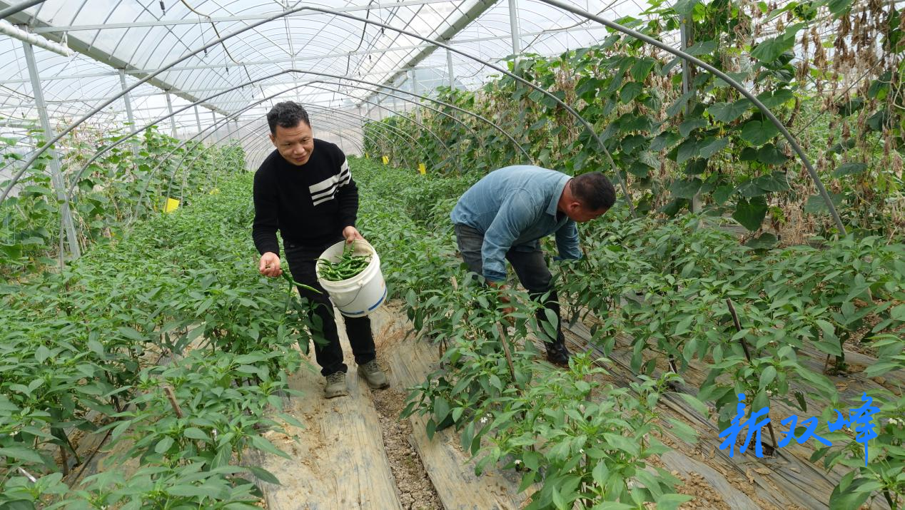 三塘铺镇“一棚多用”增效益