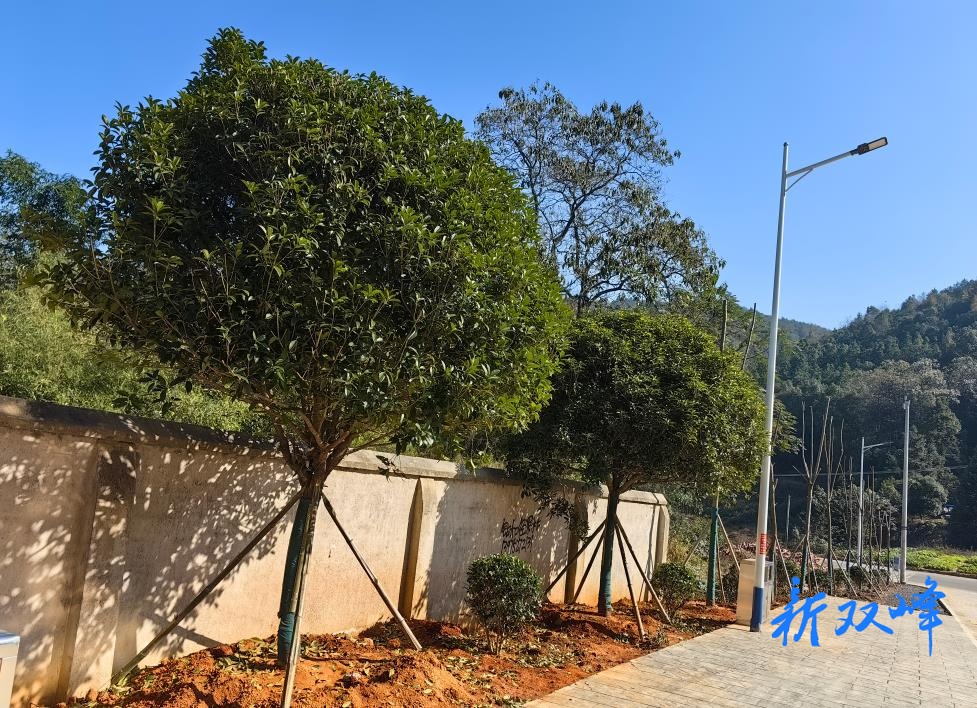 双峰县林业局：10万元绿植助力木加学校绿化工程建设