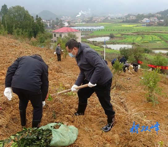 永丰街道：油茶添绿助振兴 春日植树正当时