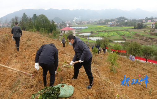 永丰街道：春日植树正当时 “油茶添绿”助振兴