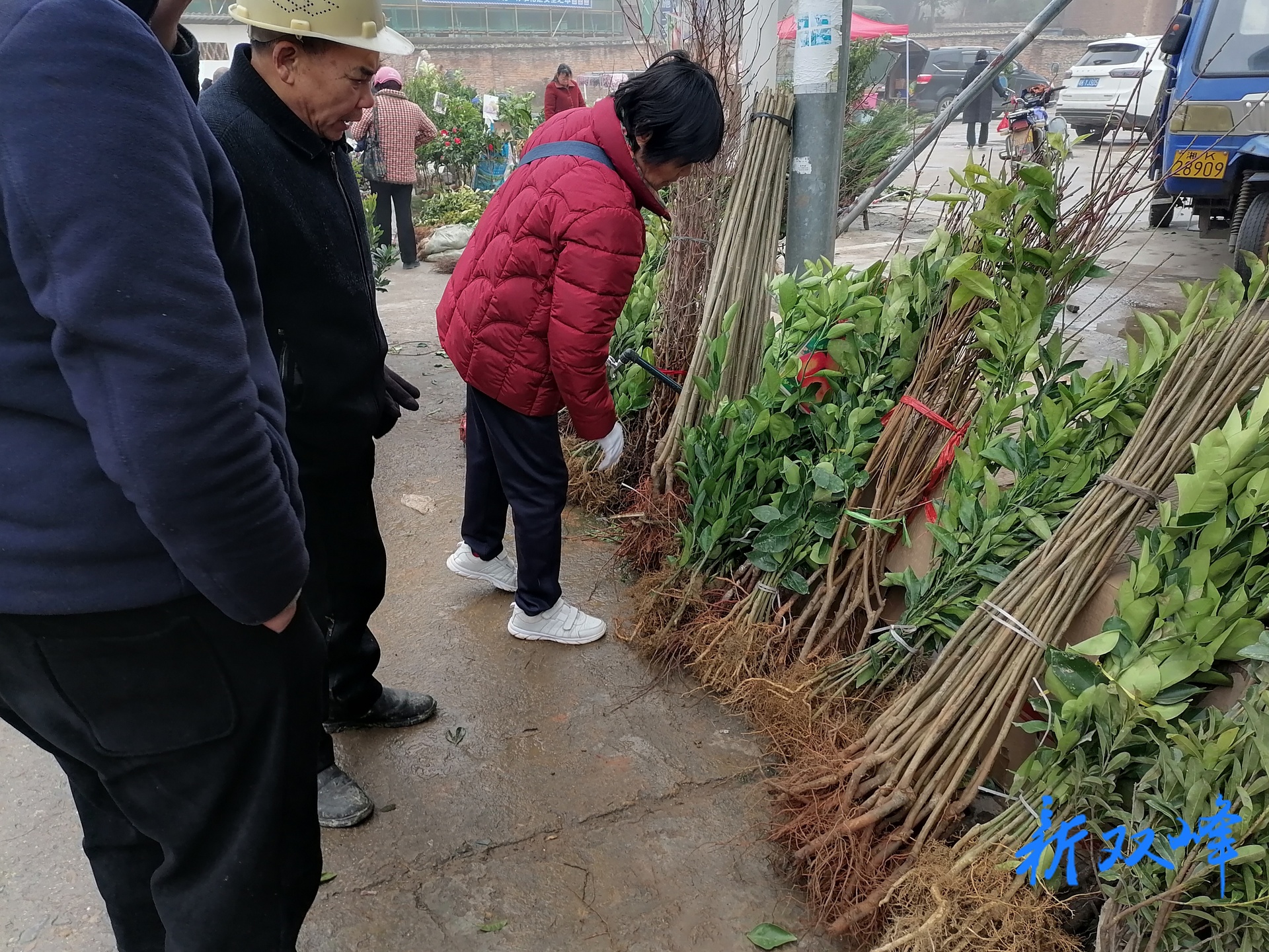 杏子铺镇：全民造林添绿意，绘就乡村振兴新画卷