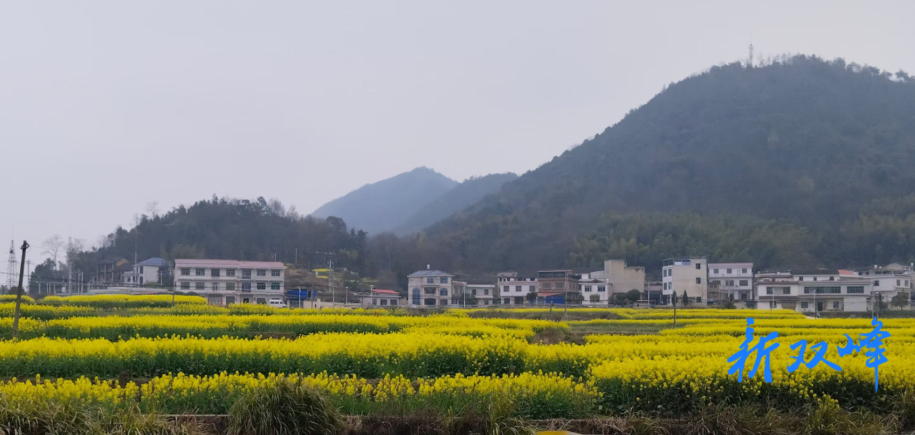 双峰县沙塘乡：油菜花开满目金 春耕备耕正当时