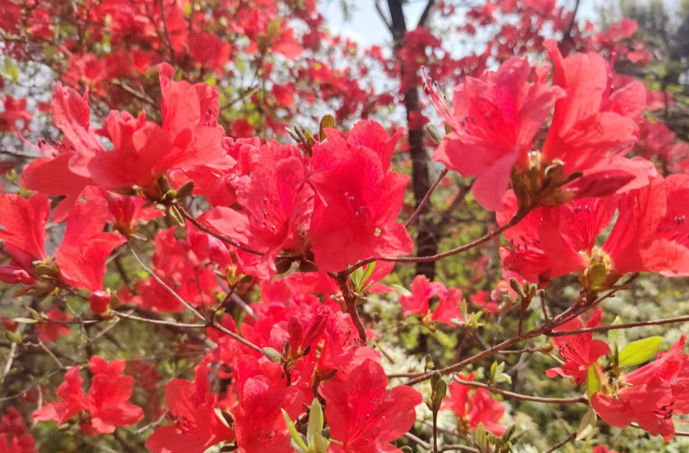 沙塘乡水牛山：杜鹃花开迎客来