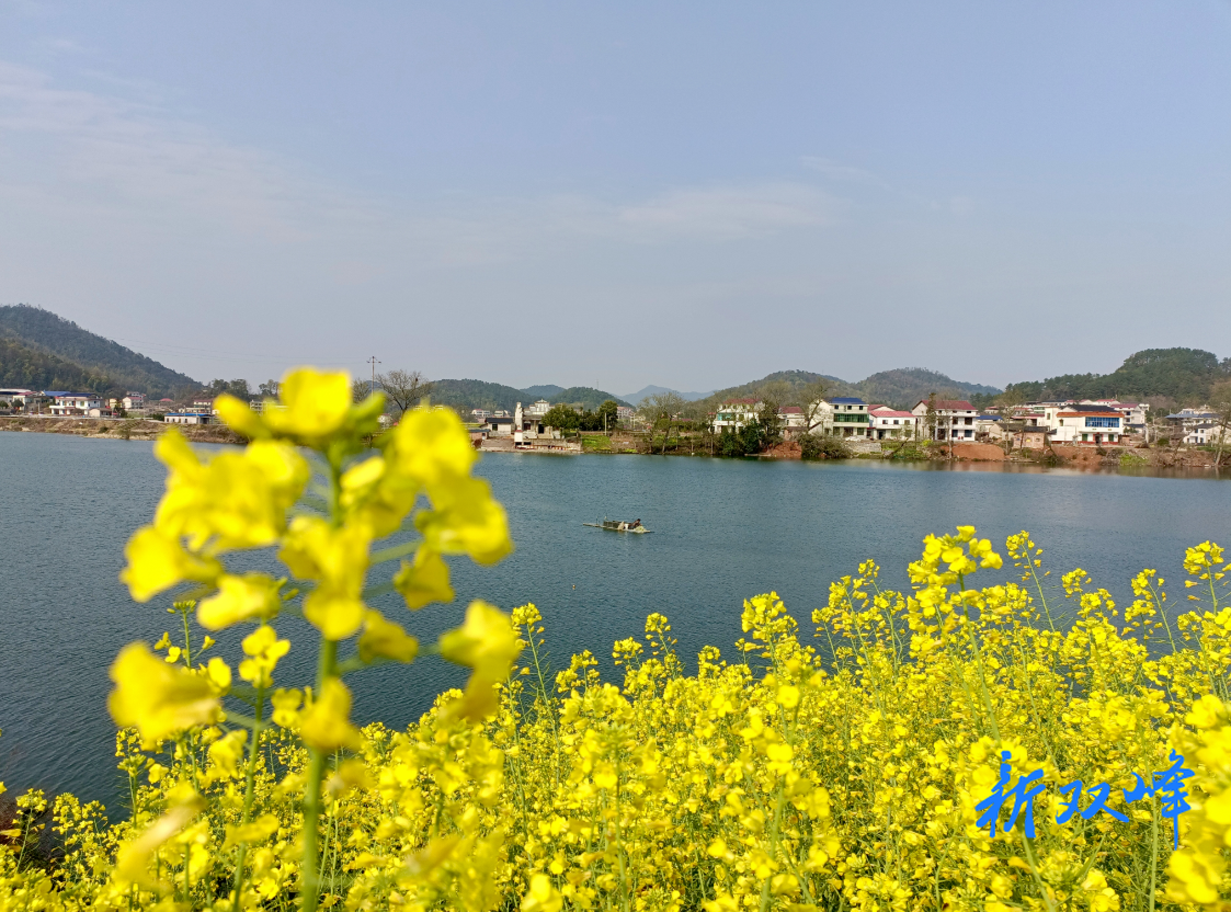 杏子铺镇：涟水碧波铺金浪 花海飘香促振兴