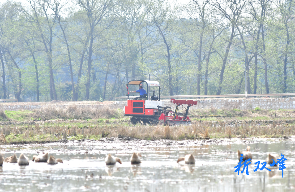 杏子铺镇：稻油轮作促春耕 稳粮兴旅固根基