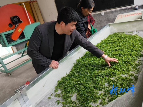 石牛乡湴田村：春茶飘香兴产业 金叶赋能乡村振兴