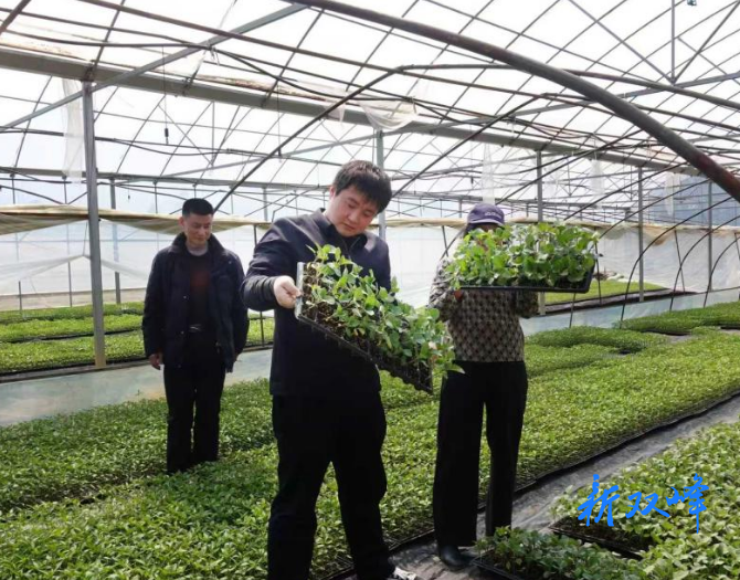 印塘乡帮扶工作队：“小蔬菜” 铺就乡村振兴路