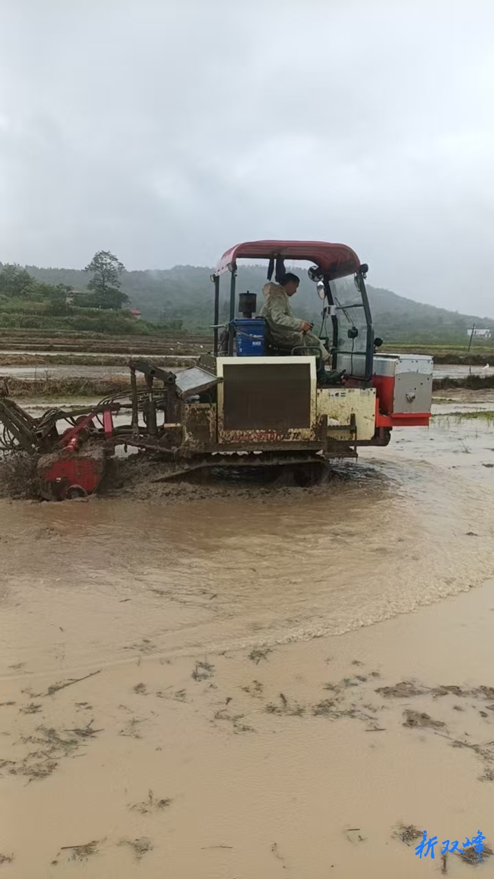 杏子铺镇：大户帮小户，共绘粮食生产新图景