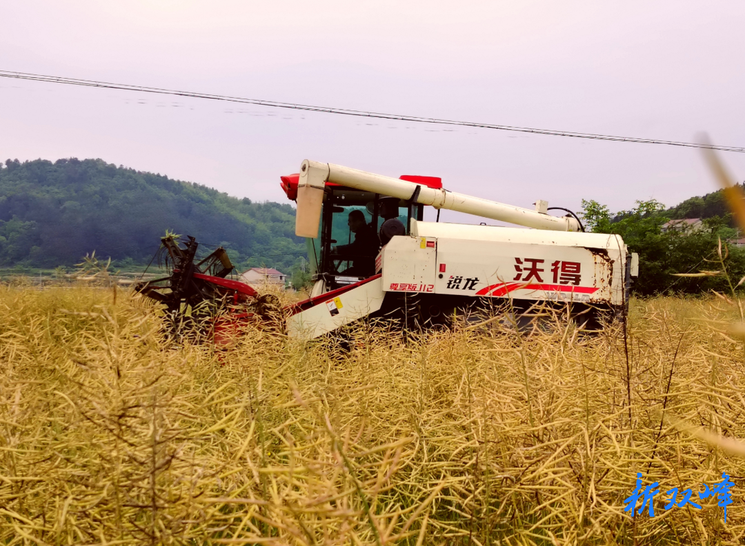 杏子铺镇：金黄油菜收割忙