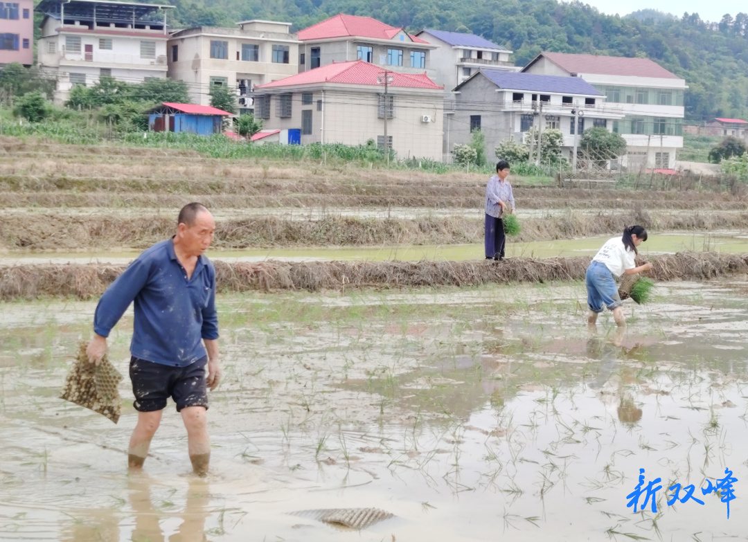 杏子铺镇：初夏时节农事忙