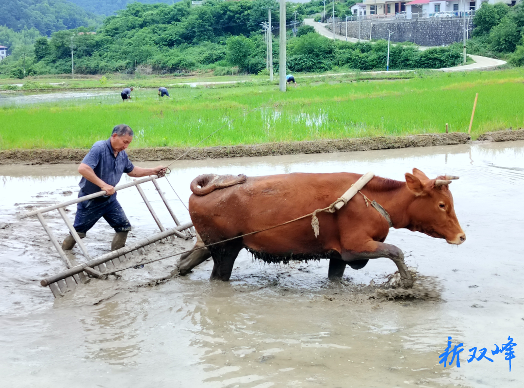 杏子铺镇：掀起中稻整田移栽高潮