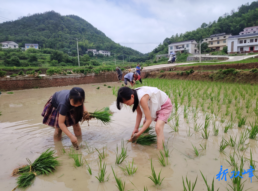 ​杏子铺镇品端村：小小农夫插秧忙