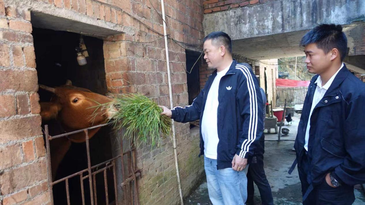 锁石镇：消费帮扶 铺就特色养殖振兴路