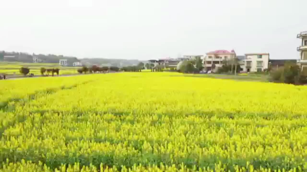 3月18日（今天）17:00直播：双峰人民广播电台“家乡好货，我来代言”——锁石豆豉、霉豆腐、腊肠