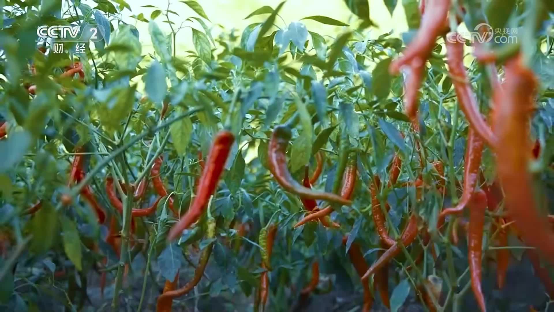 永丰辣酱火了！登陆央视多个频道